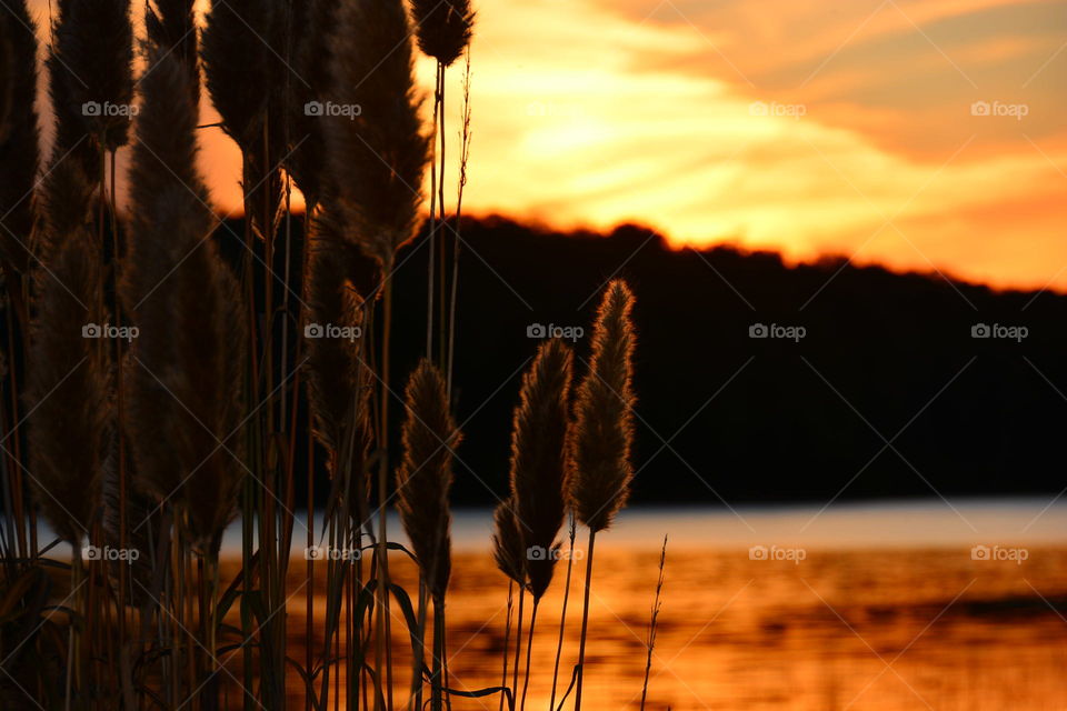 Silhouette of plant at sunset
