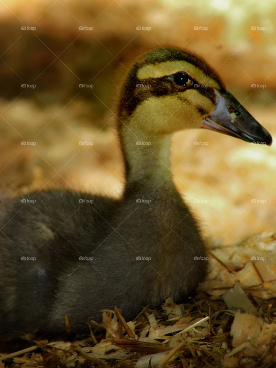 Ducklings laying around outside on a sunny day