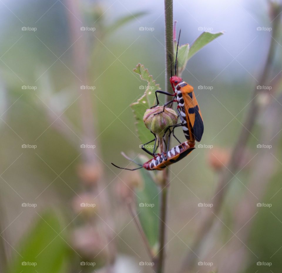 close up photo Dysdercus cingulatus