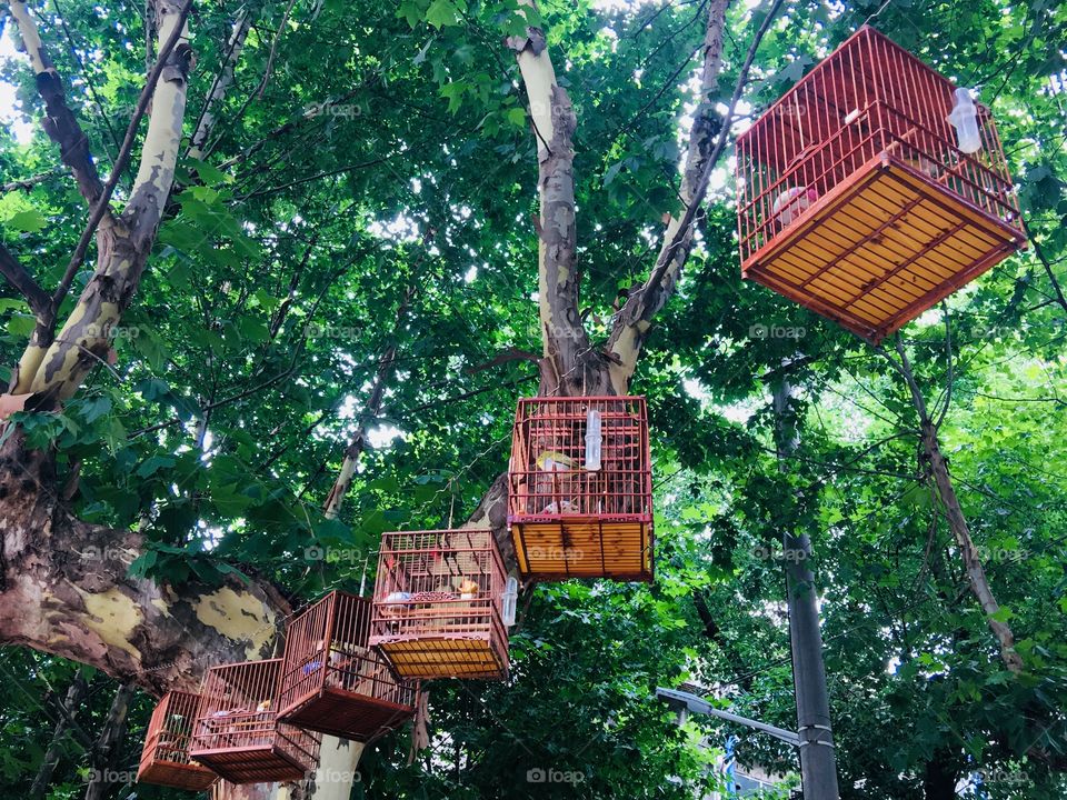Hanging birds (China)