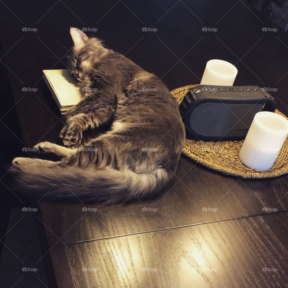 Happy the cat asleep on the table