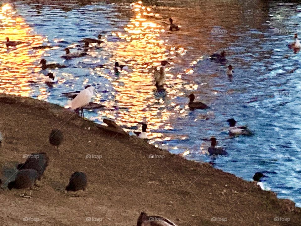 Ducks at the pond in the evening 