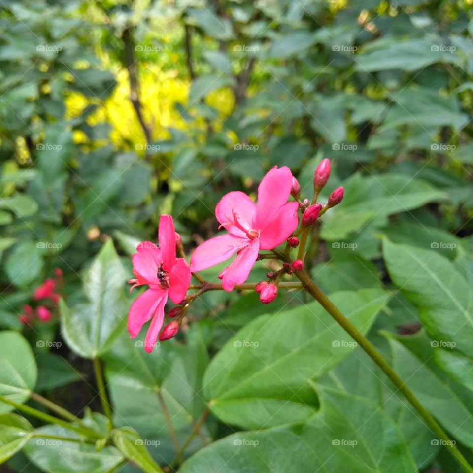 Pink flower on the park