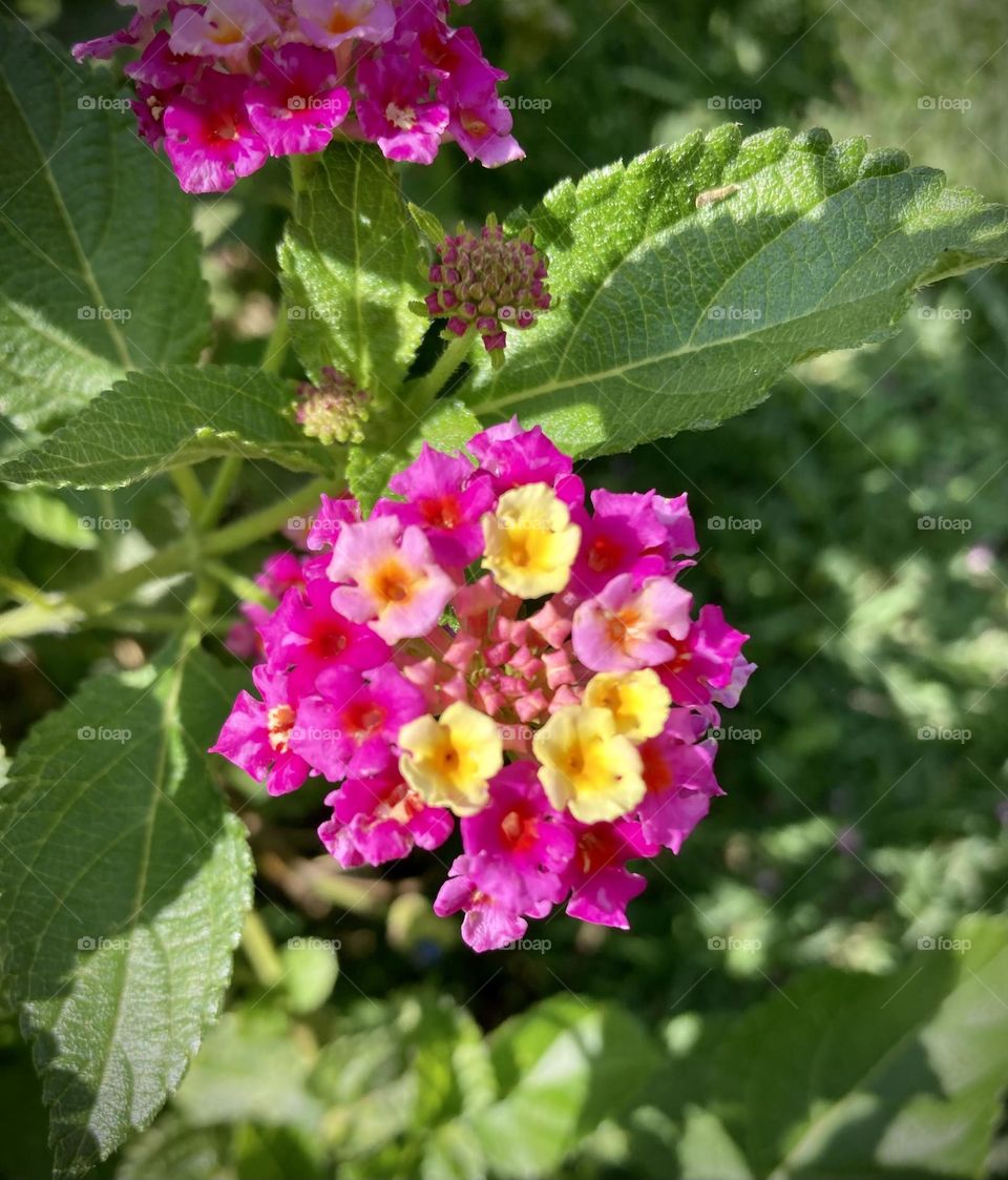 🌹 🇺🇸 Very beautiful flowers to brighten our day.  Live nature and its beauty. Did you like the delicate petals? / 🇧🇷 Flores muito bonitas para alegrar nosso dia. Viva a natureza e sua beleza. Gostaram das pétalas delicadas? 
