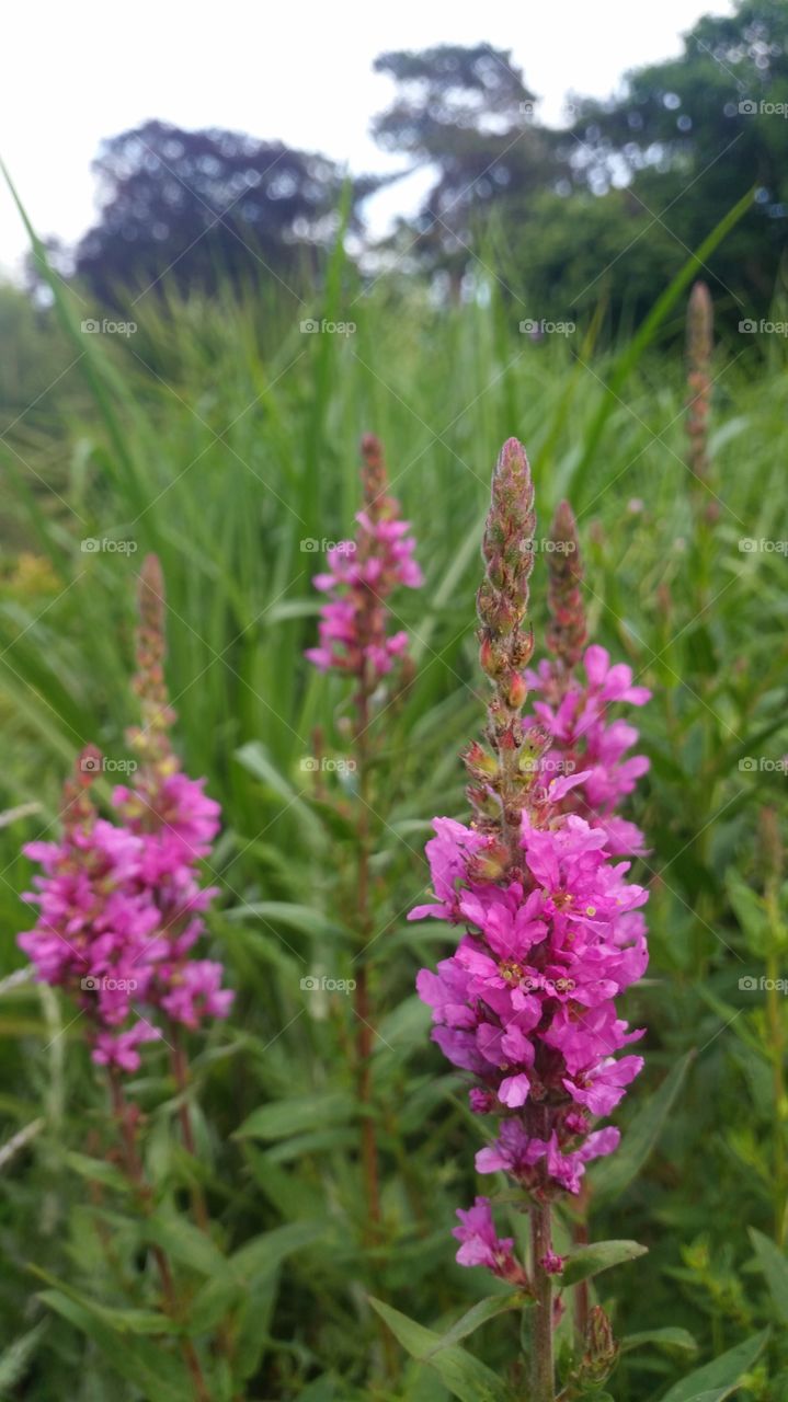 Nature, Flower, Flora, Summer, Field
