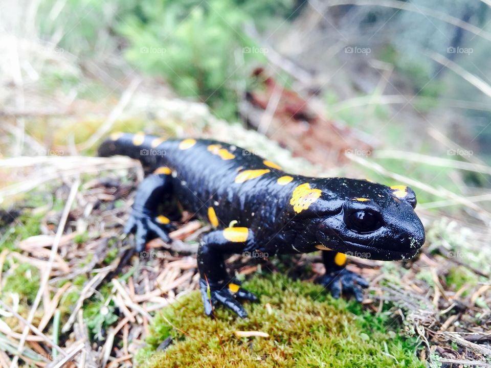 Close-up of yellow spotted salamander