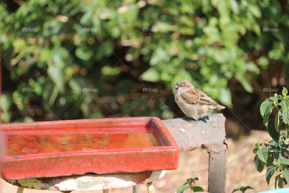 Profile view tiny Sparrow beside birdbath