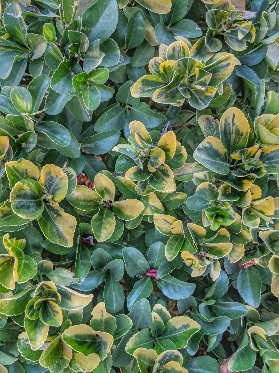 Emerald 'n' Gold Euonymus Leaves