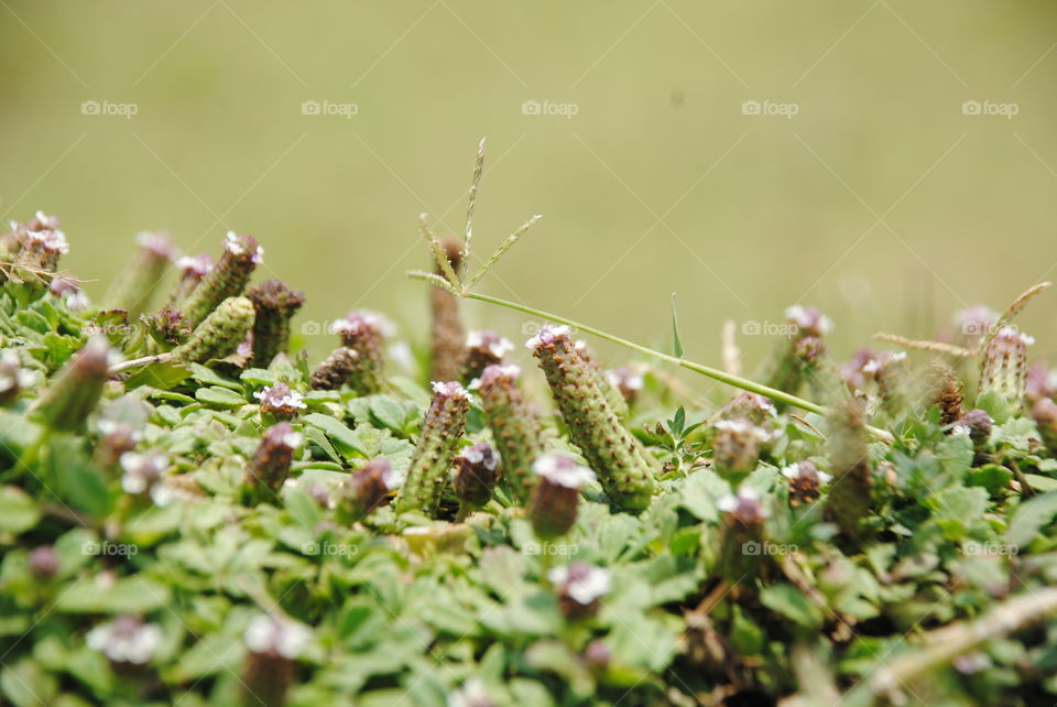 Micro flowers