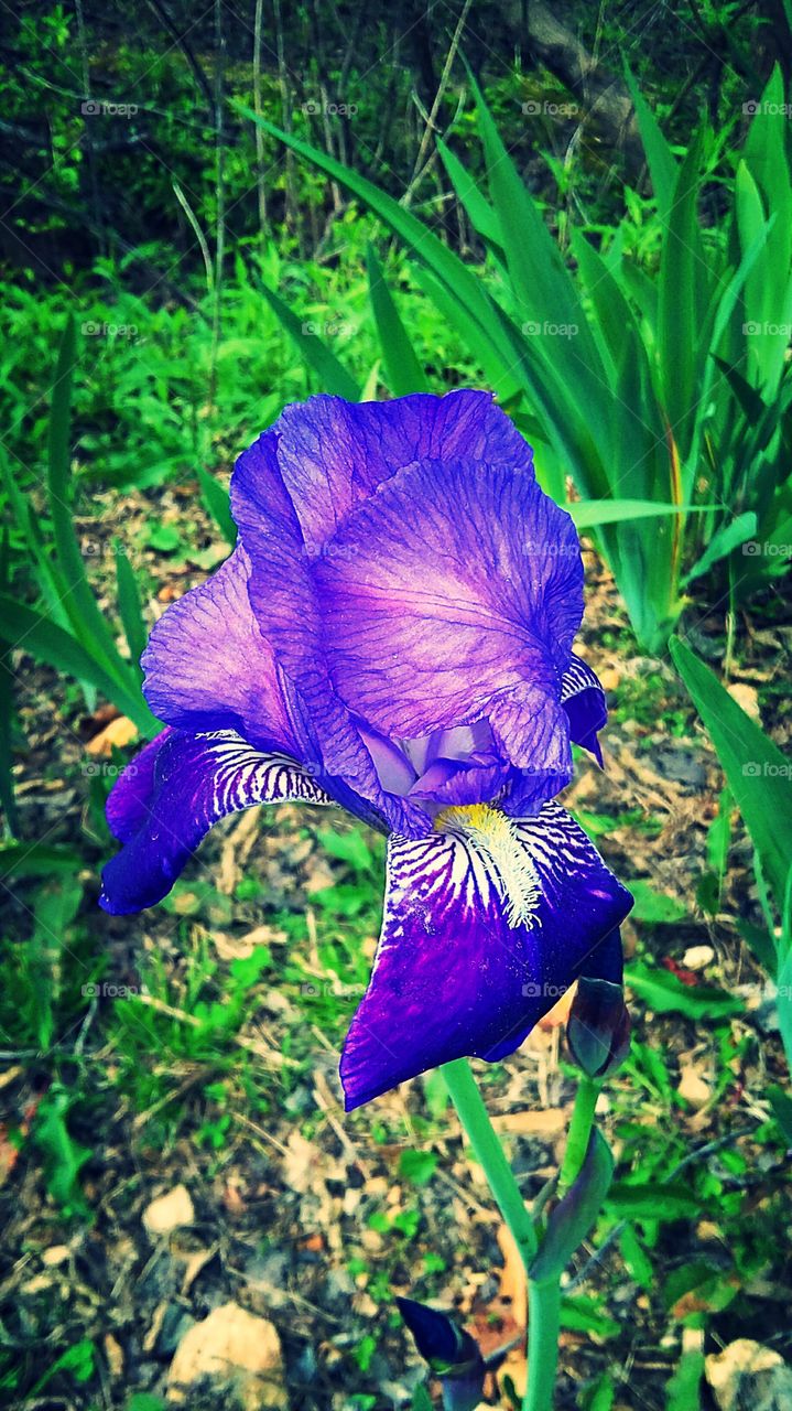 purple iris.