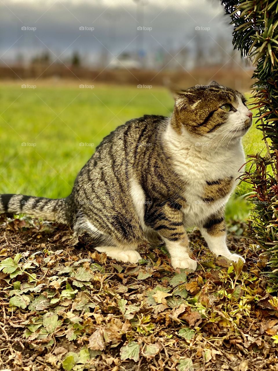 angry gray-white cat sits in a field on green grass near a tree
