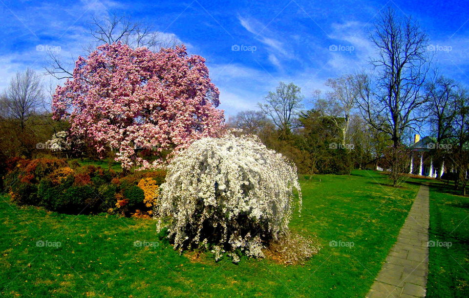 Cherry tree and magnolia tree blooming at Bellevue Park. Wilmington, Delaware, U.S.A