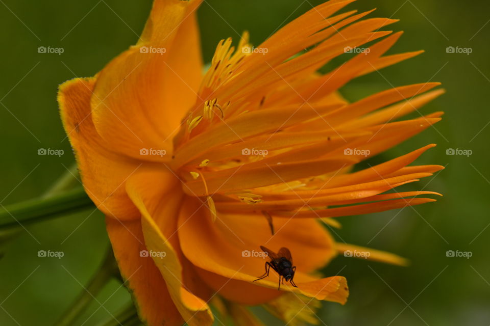 Orange flower