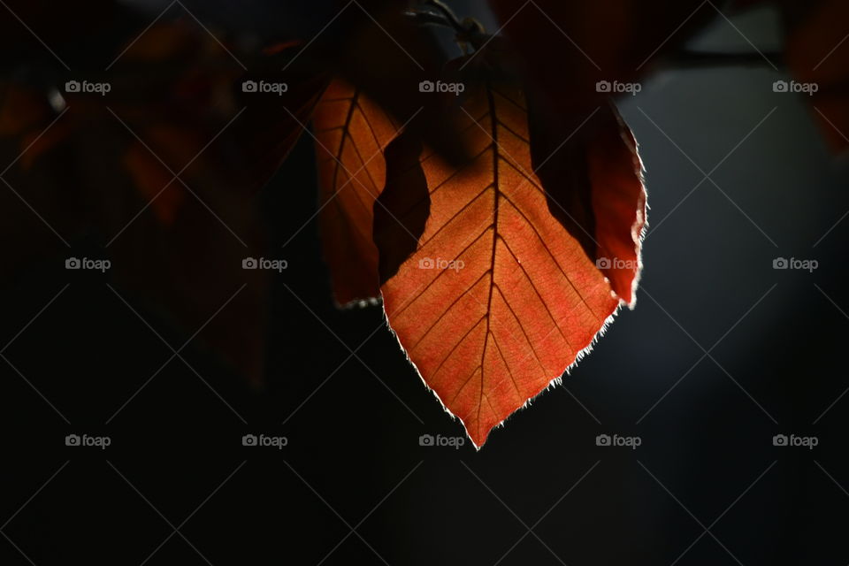 Colores Primaverales
Spring Colors