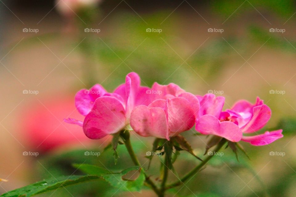 Garden button rose