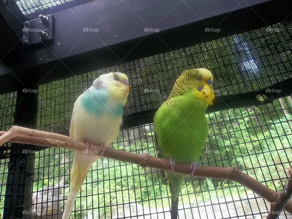 parakeets at the zoo