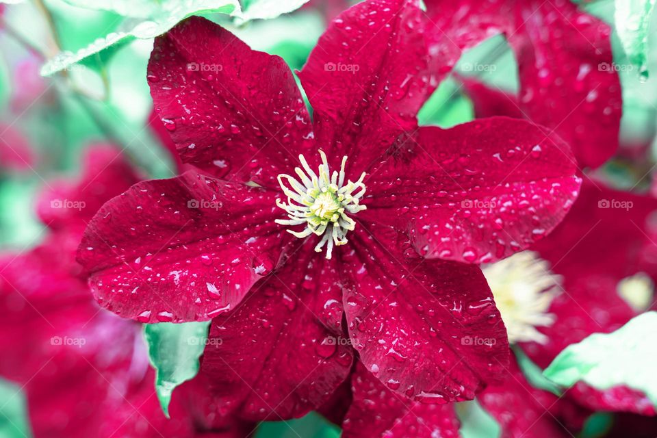 clematis Viva Magenta