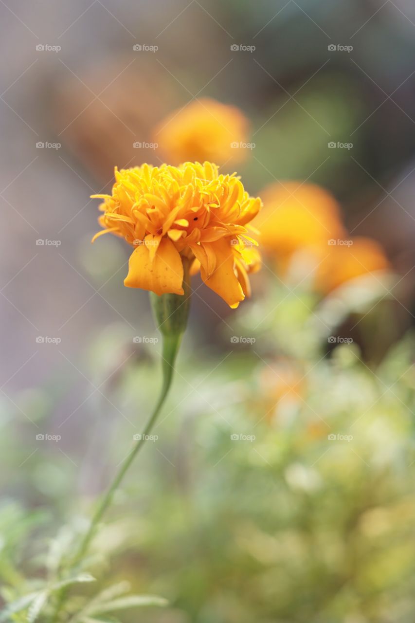 yellow flower in summer