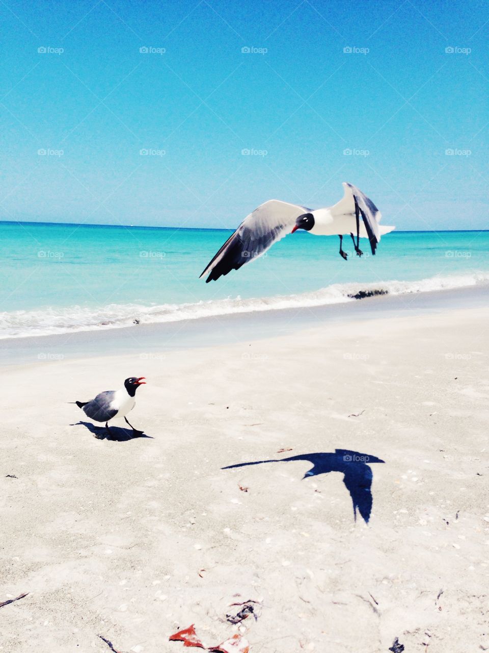 Seagulls. Seagulls fighting over food