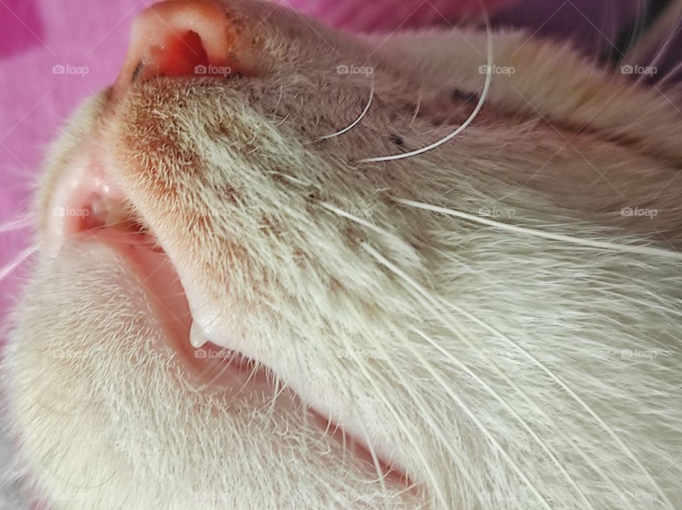 Sleeping cat 🐱 showing his teeth.