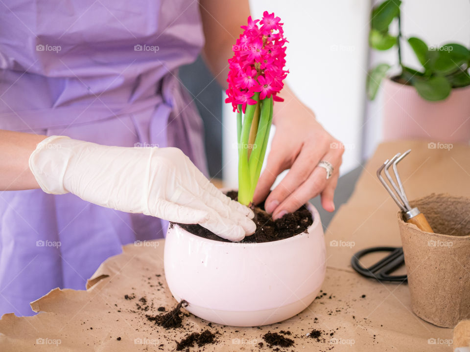 Woman’s hands in gloves planting pink hyacinth in pink flower pot