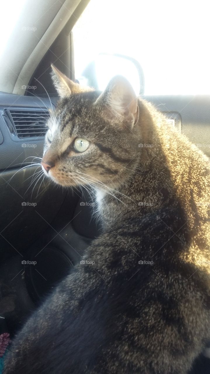 cat to sit in the car