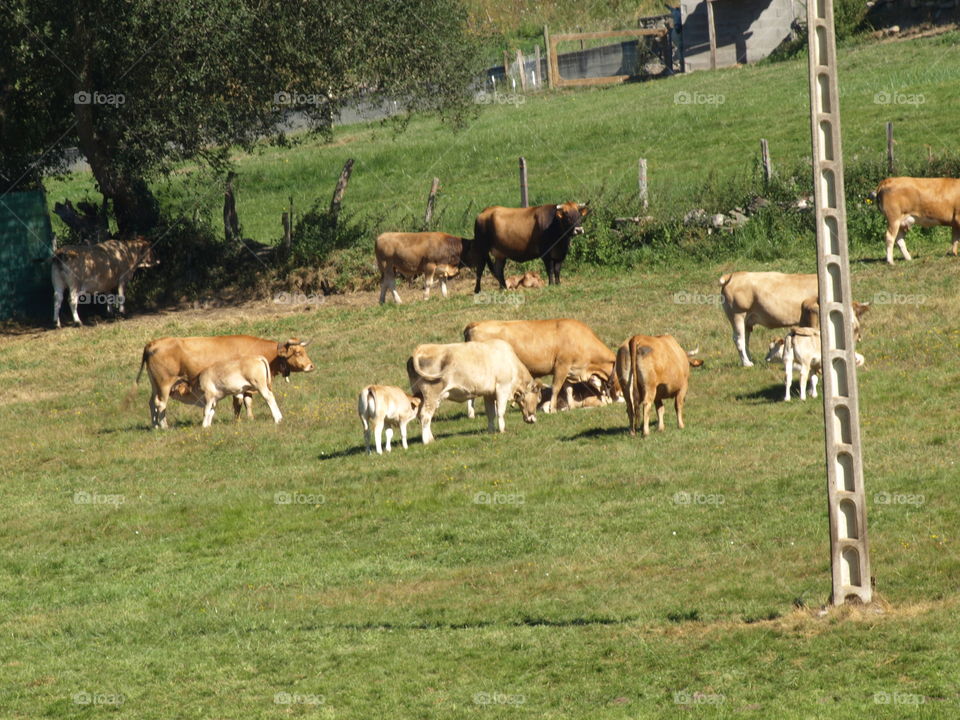 Cows