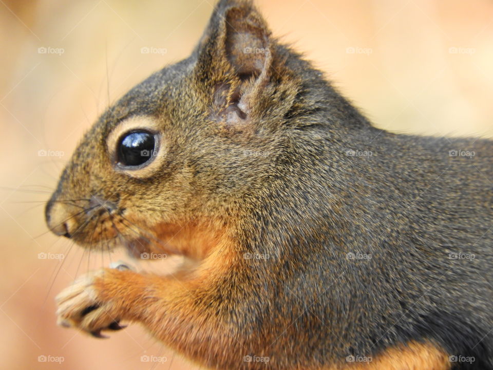 side profile of squirrel