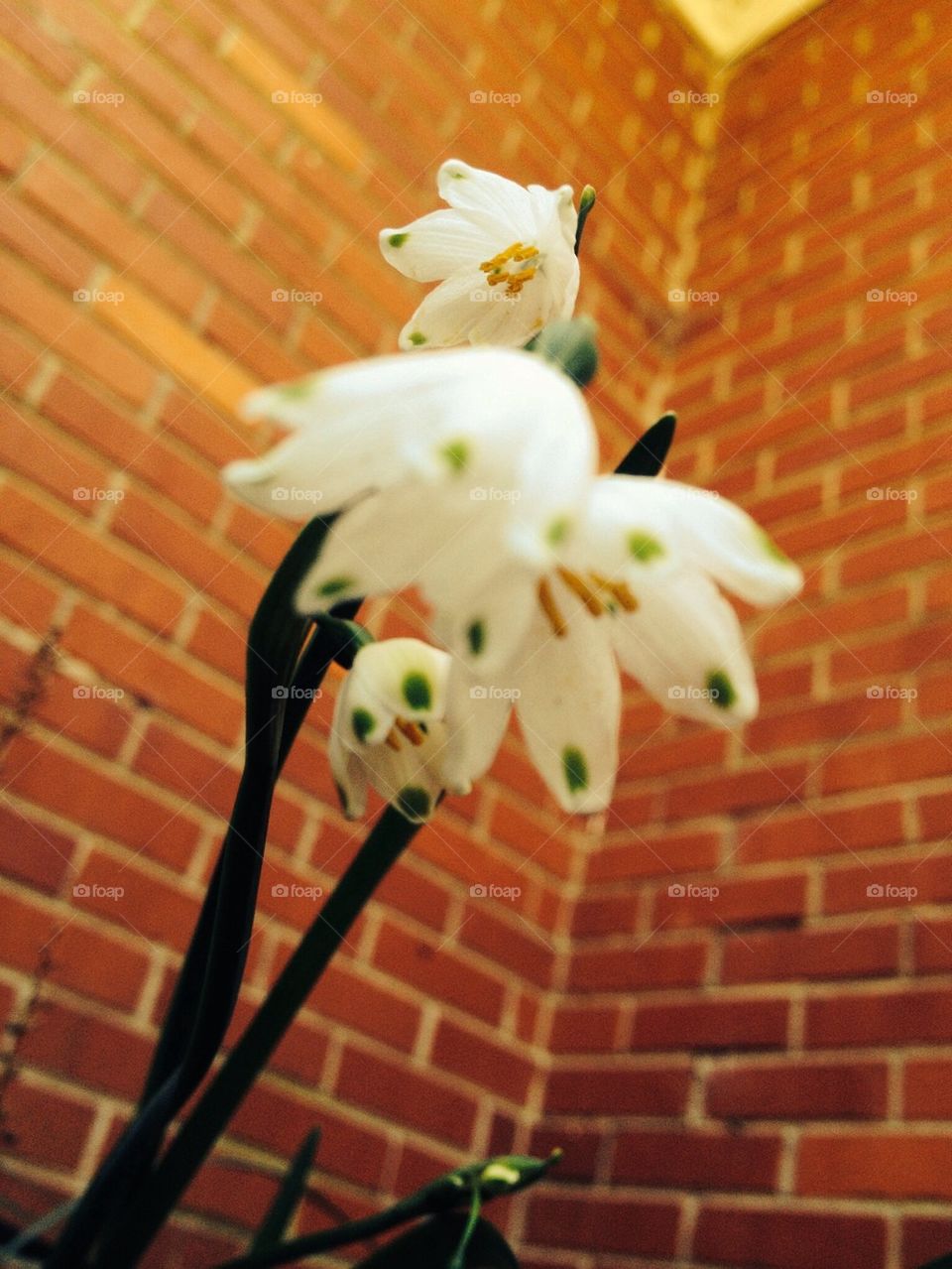 Under the snowbells