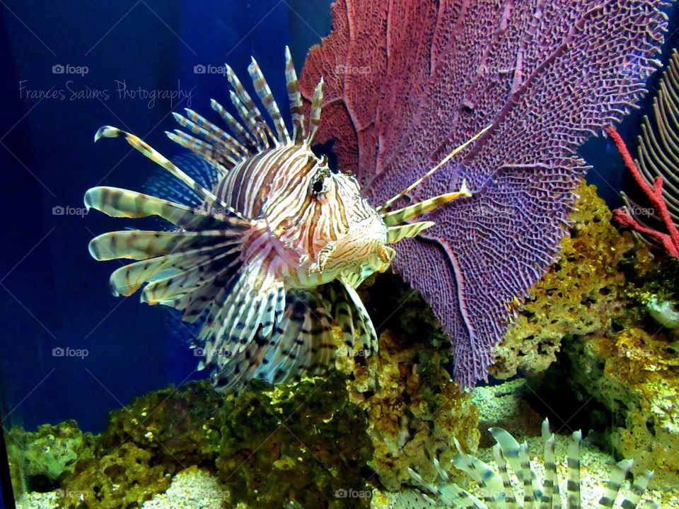 Lion fish