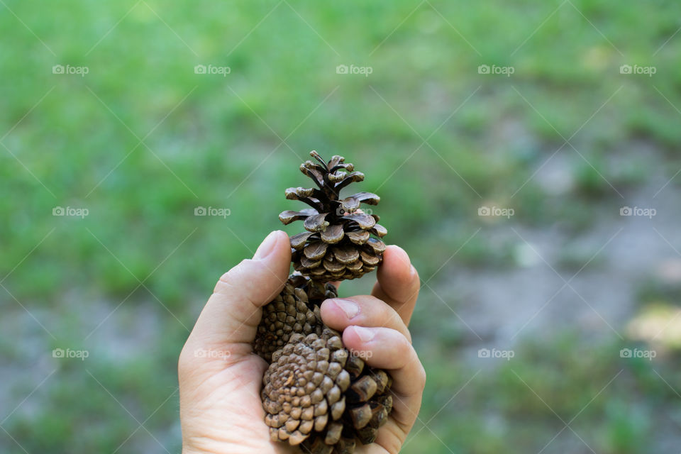 Hand of a person holding pine cones