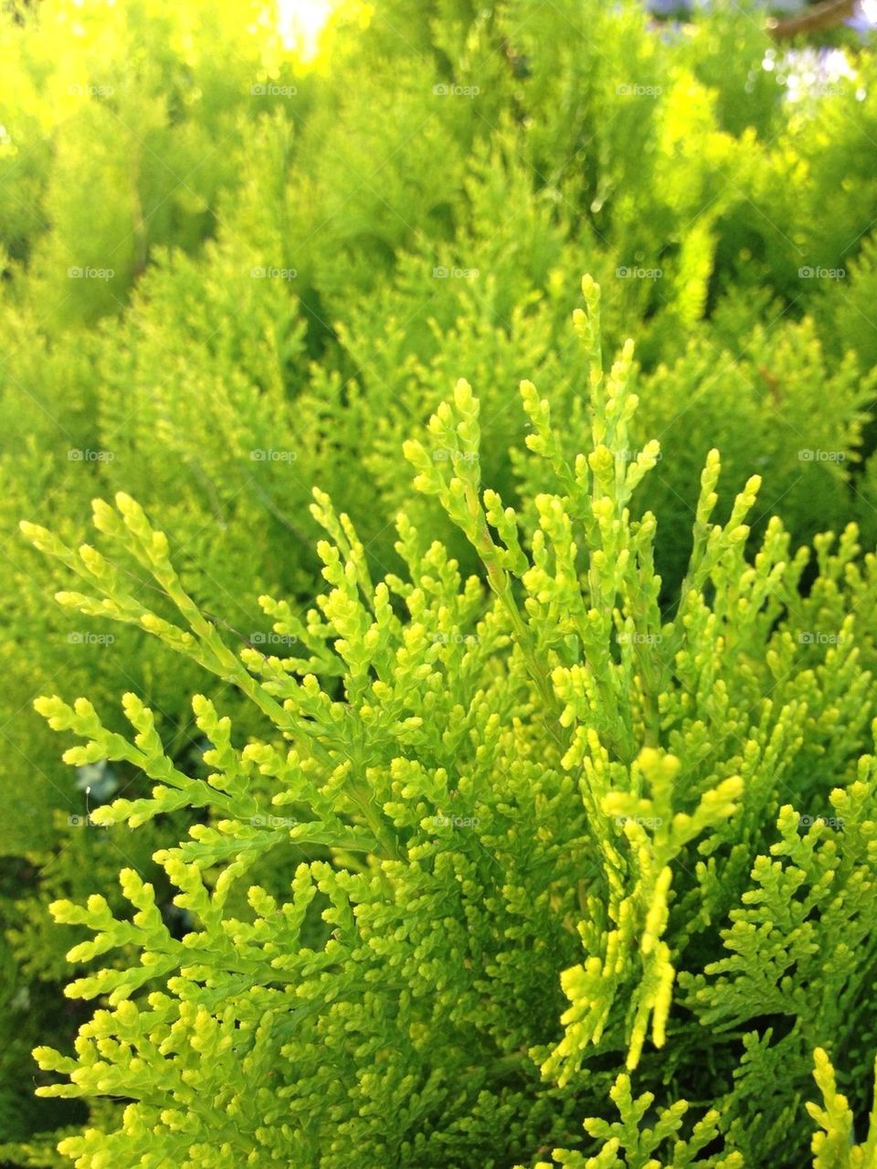 Green plant patterns closeup