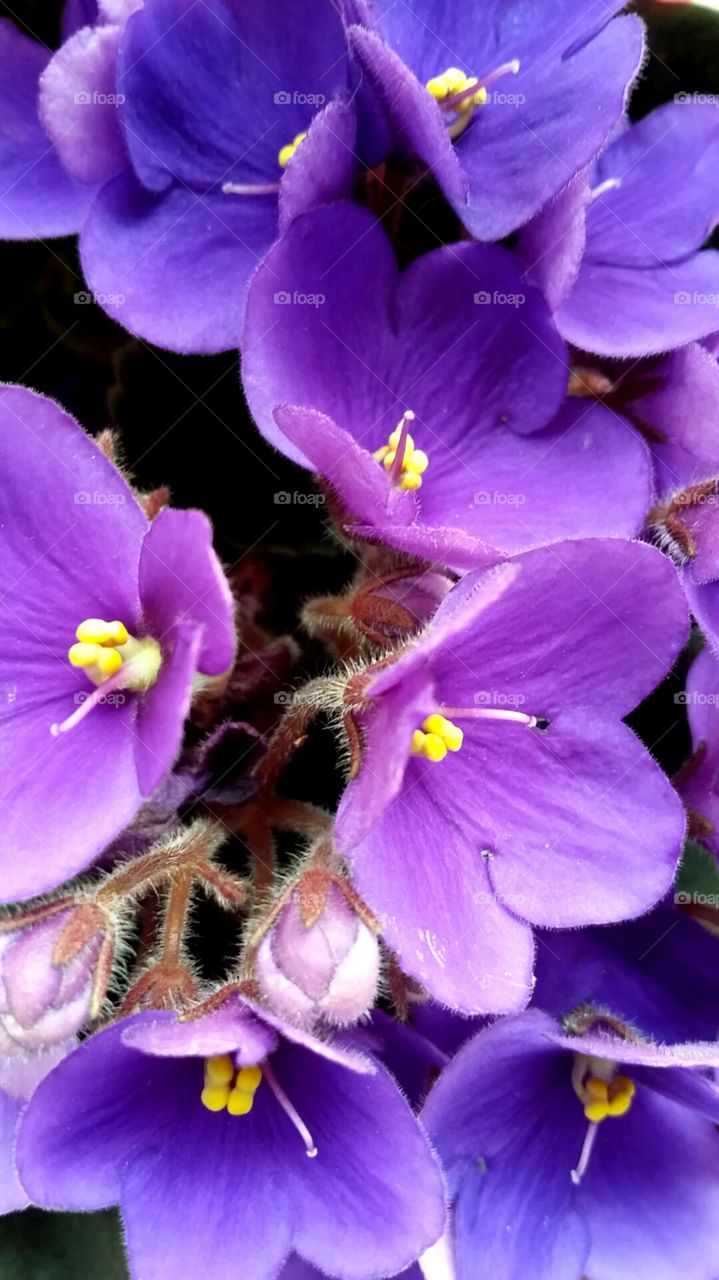 African violets