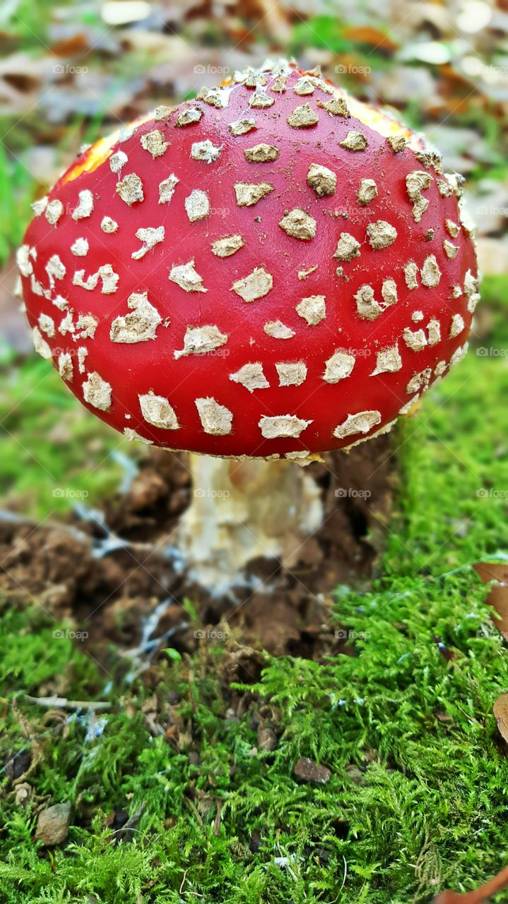 Mushroom in forest