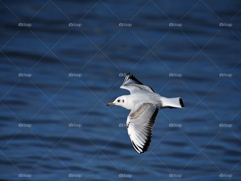 Blue colour jeans to water