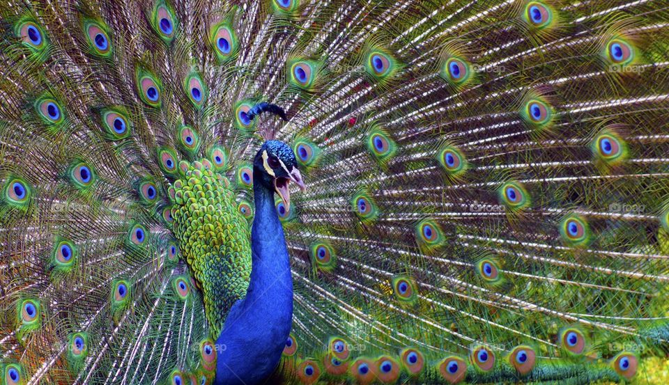 Beautiful blue angry Peacock