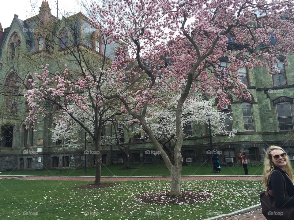 Tree, Flower, Park, Cherry, Garden
