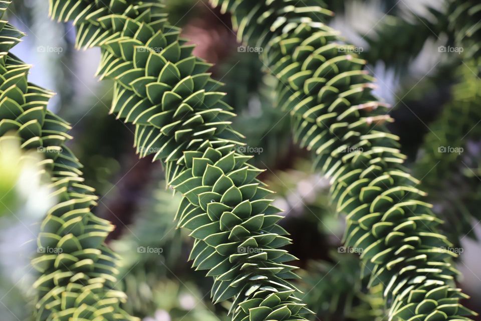 Branches of monkey tree 