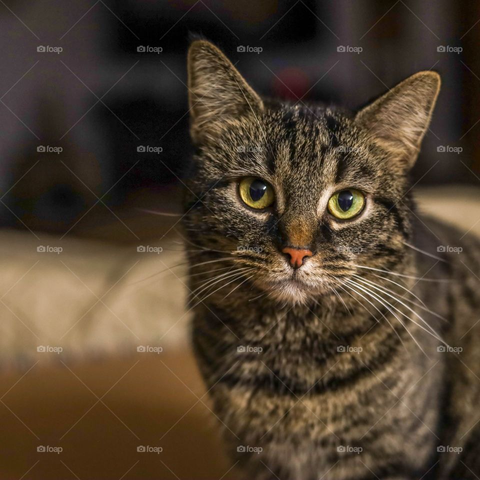 Sweet cat sitting in the living room