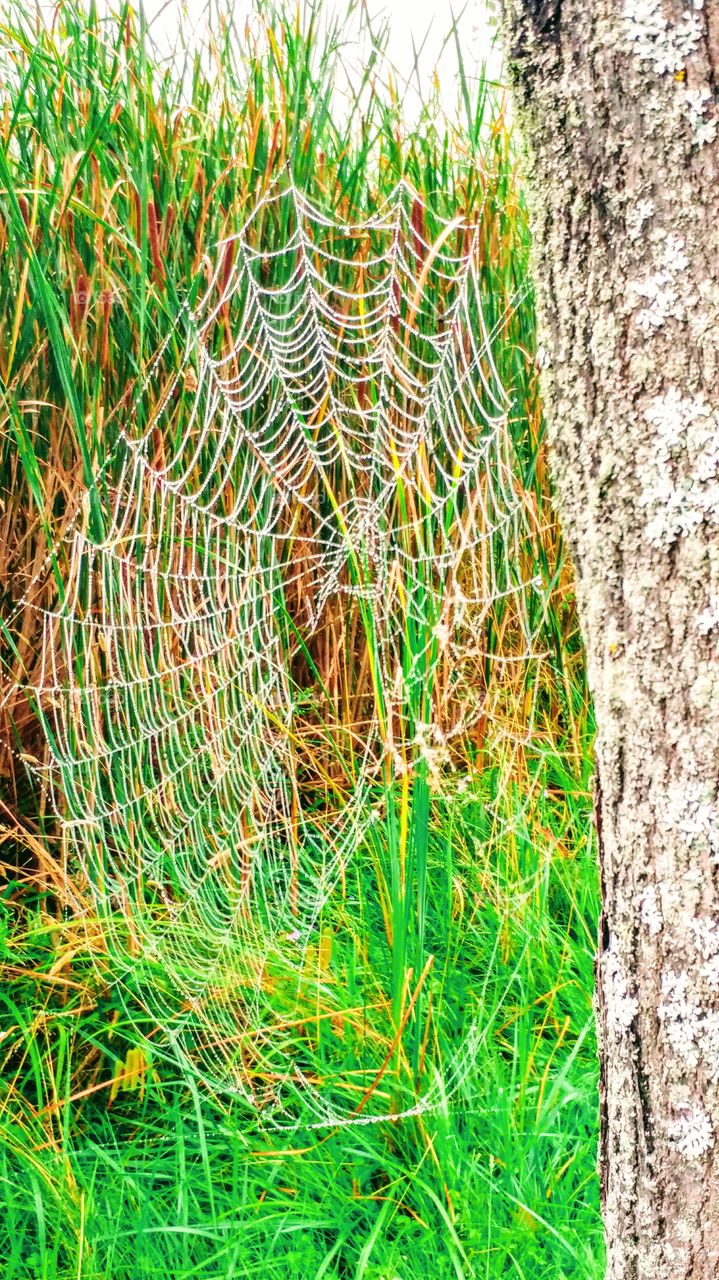 lonely web