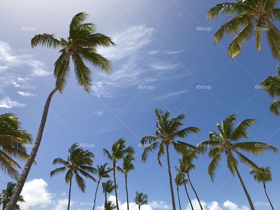 Palm Tree Silhouettes 