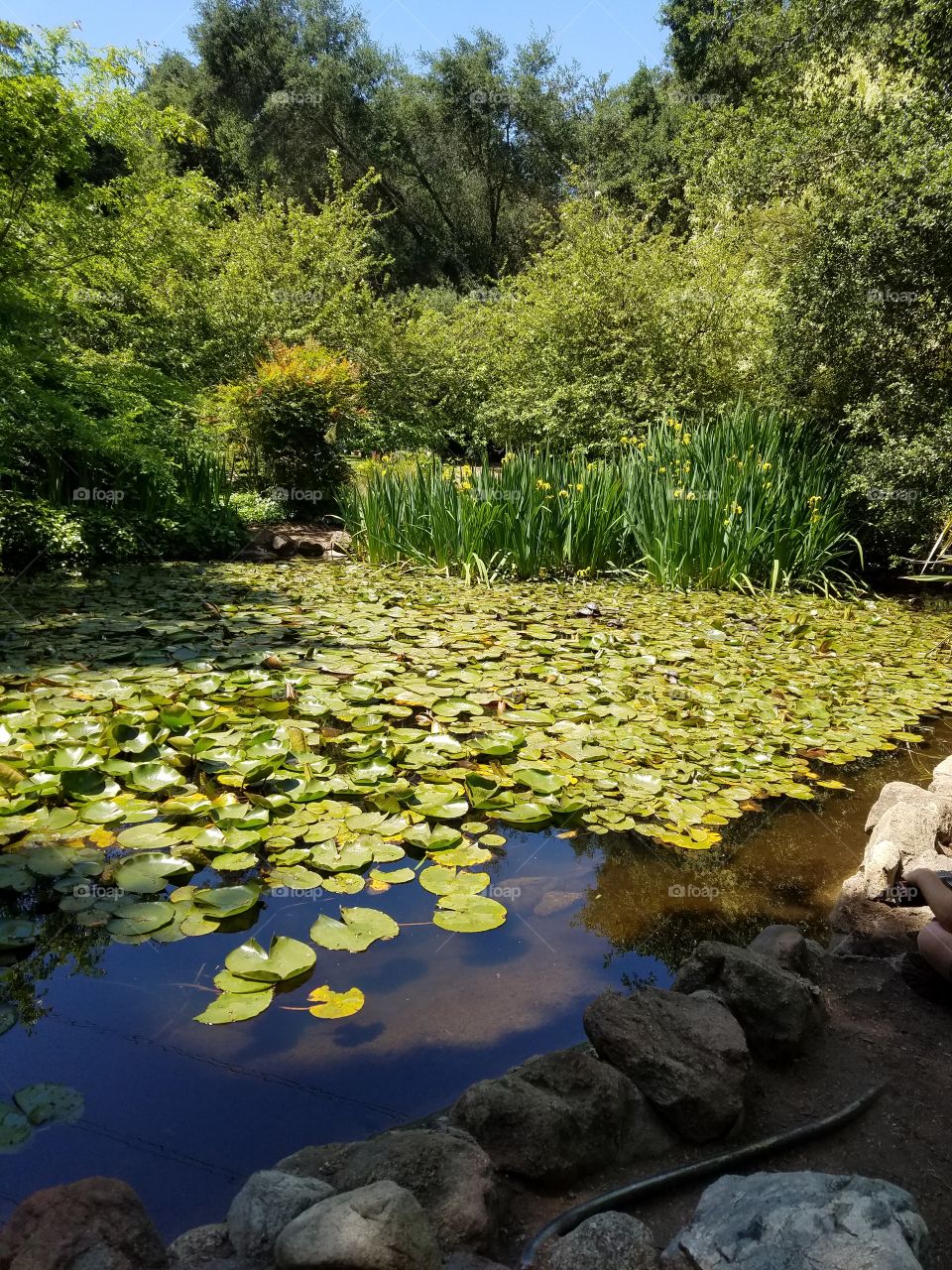 Lily pond