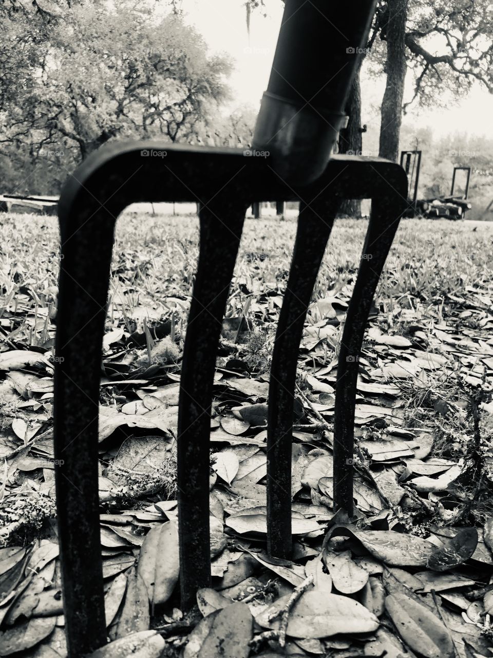 So I seem to find the most random things here on the ranch in Texas! The pitchfork for example, a useful tool here of course, but is it useful here? Then I realize yes it is…in black and white!