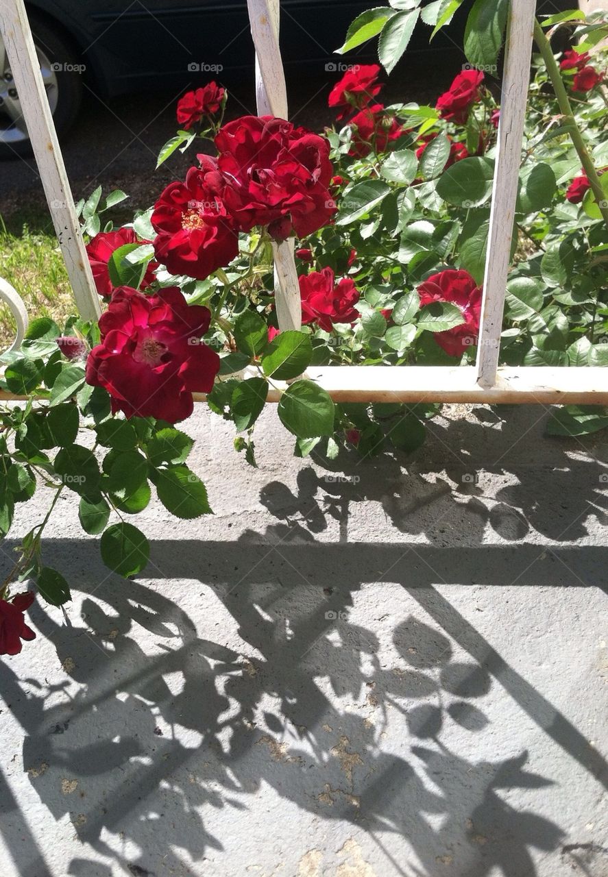Red roses showing their shadows