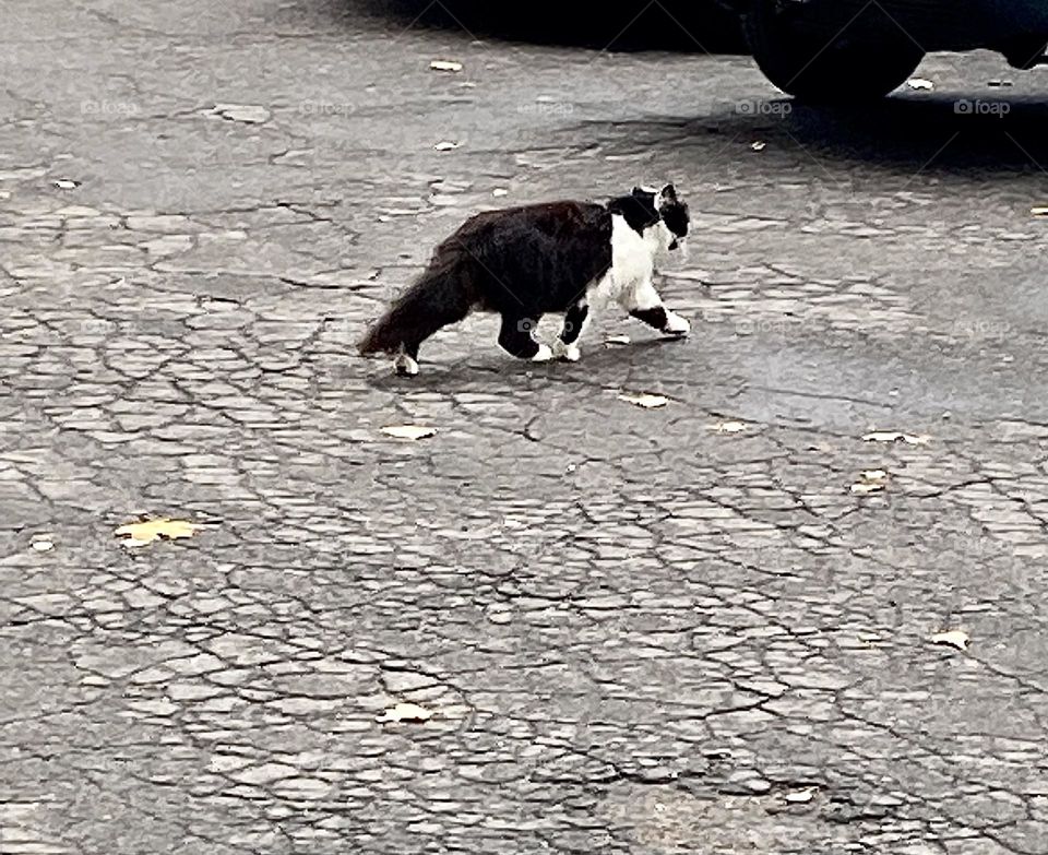 #cat #running
#asphalt #black and white
# autumn #