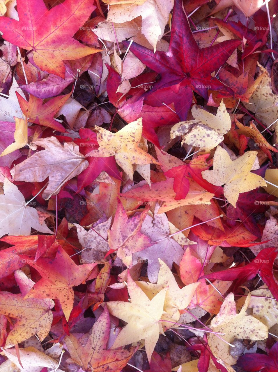 Full frame of a maple leaf in autumn