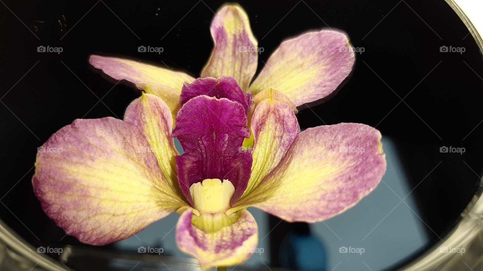 орхідея