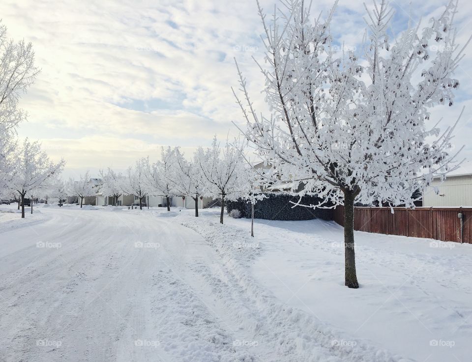 Snowy trees in a row