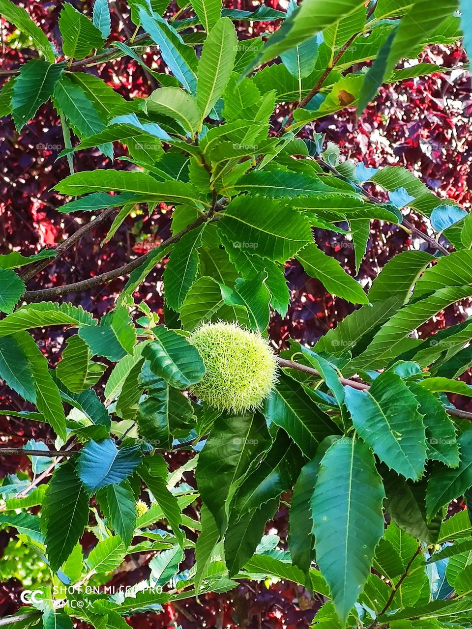 fruit and vegetable series