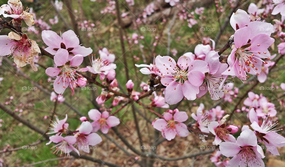 Peach Blossoms